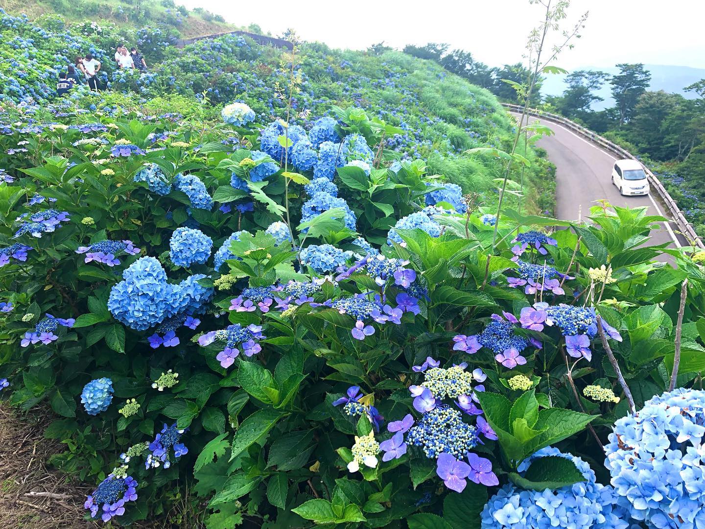 大川原高原