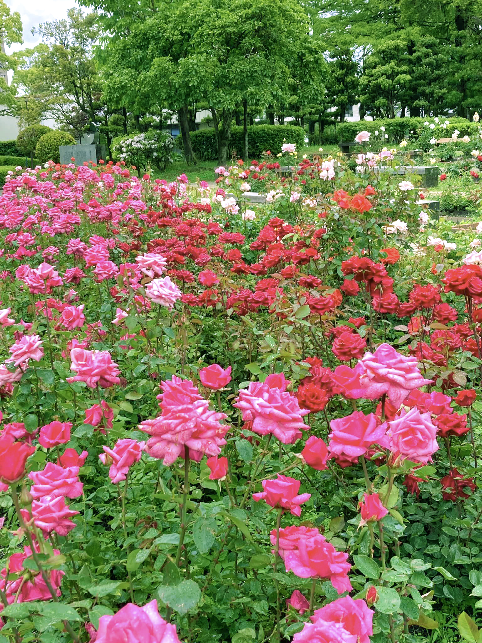 徳島中央公園のバラ