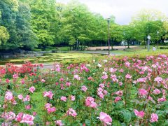 徳島中央公園のバラ