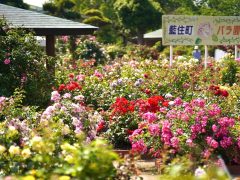 藍住町バラ園