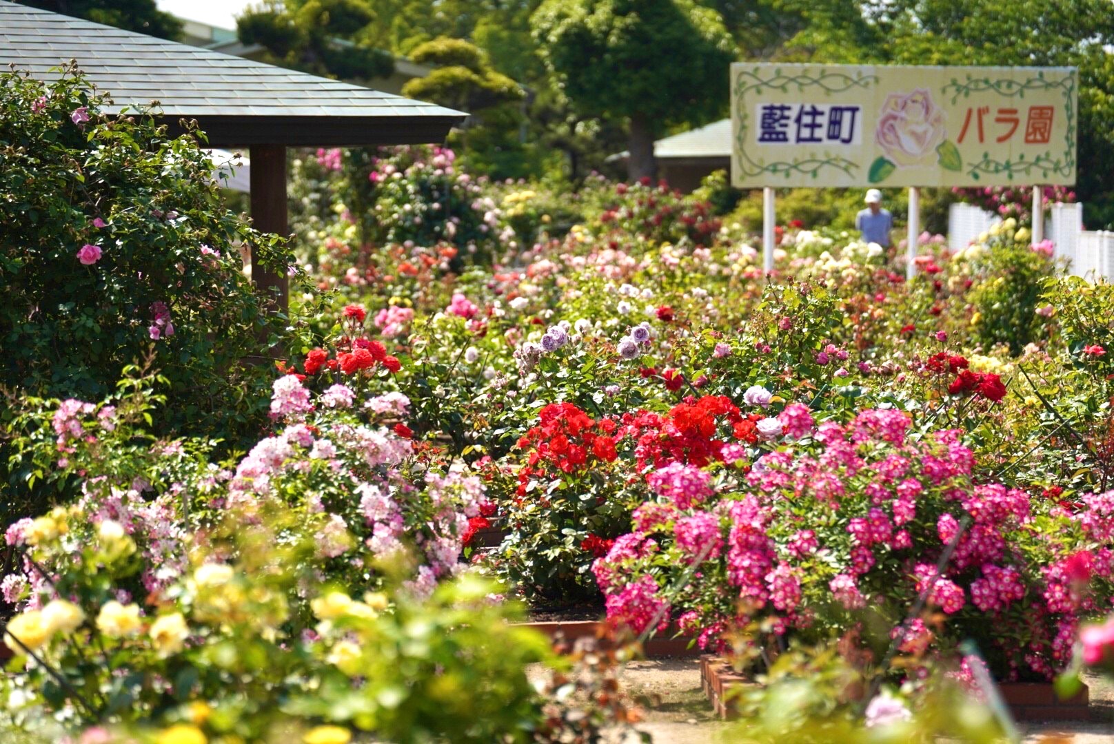 藍住町バラ園