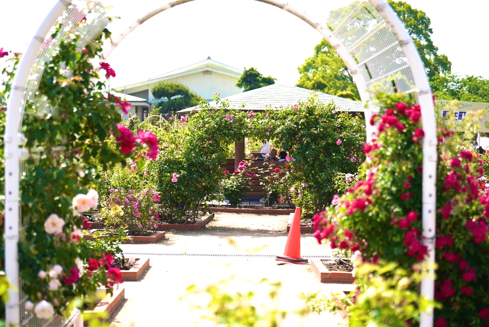 藍住町バラ園