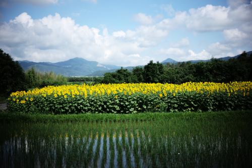 善入寺島のひまわり