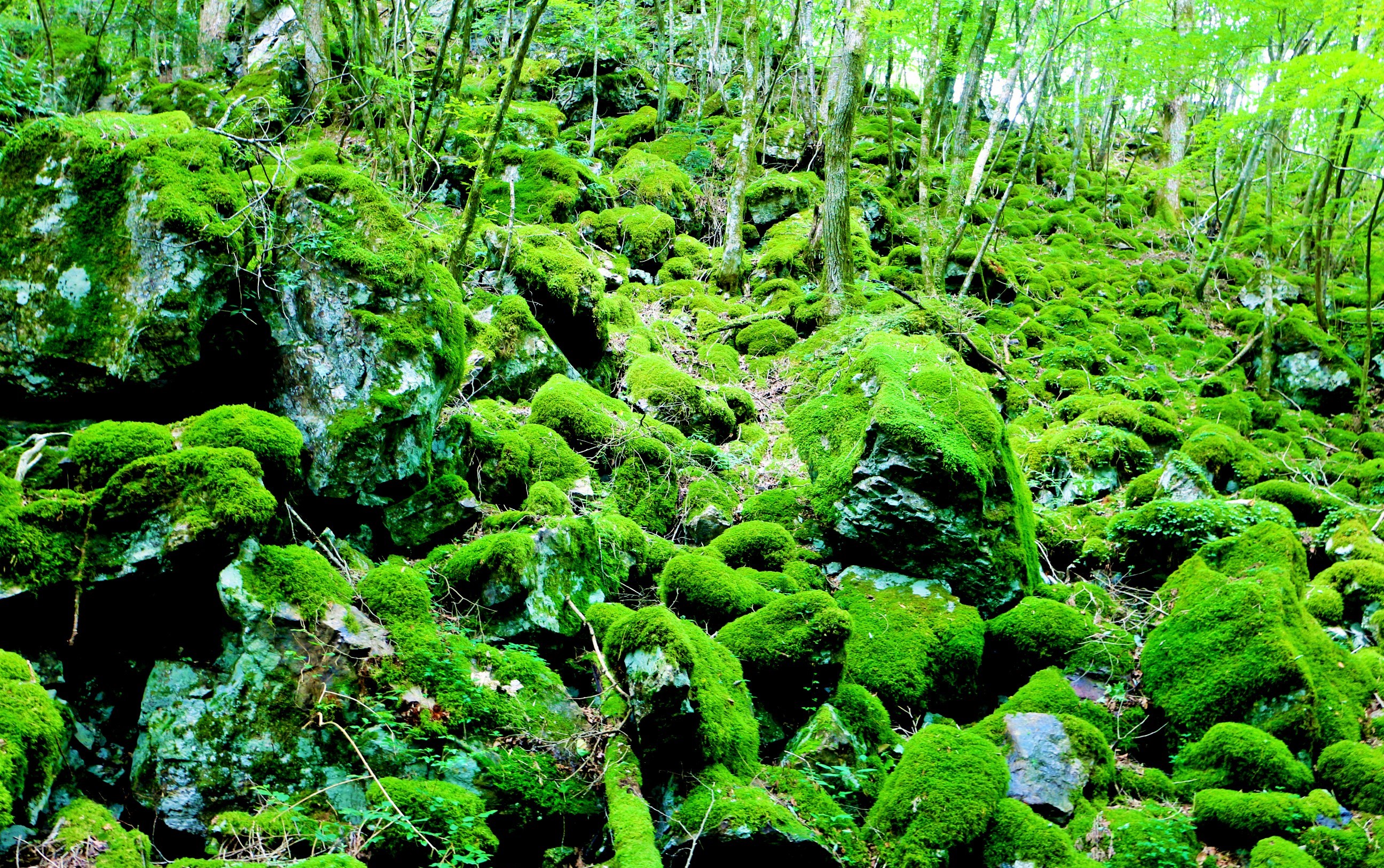 苔むす絶景の森　山犬嶽（やまいぬだけ）