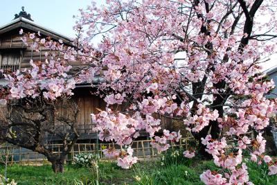 武家屋敷原田家蜂須賀桜