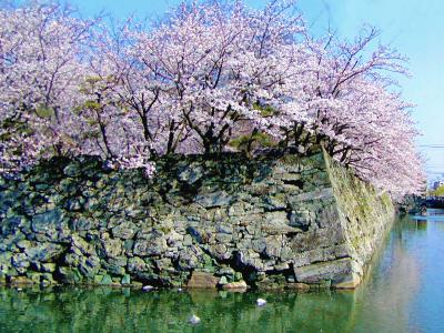 徳島中央公園の桜