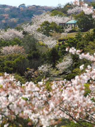 眉山の桜