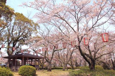 西部公園の桜