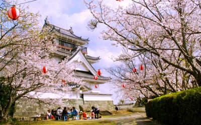 妙見山公園の桜