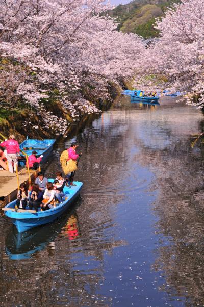 生名の桜