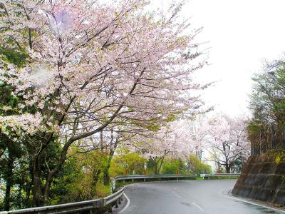 チェリーロードラインの桜