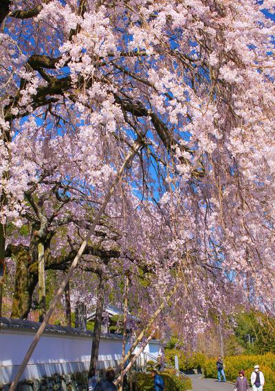 明王寺のしだれ桜