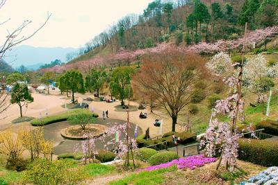 ゆうかの里のしだれ桜