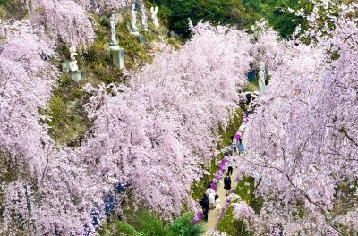 ゆうかの里のしだれ桜