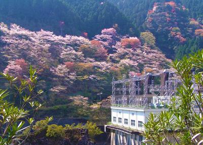 川口ダム湖畔の桜