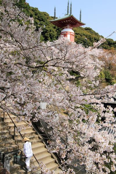 薬王寺の桜