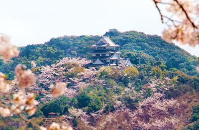 日和佐城の桜