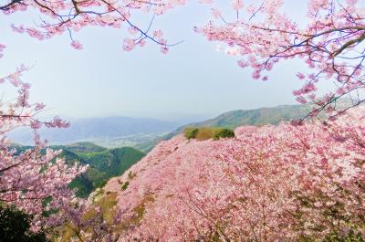 八百萬神之御殿の桜