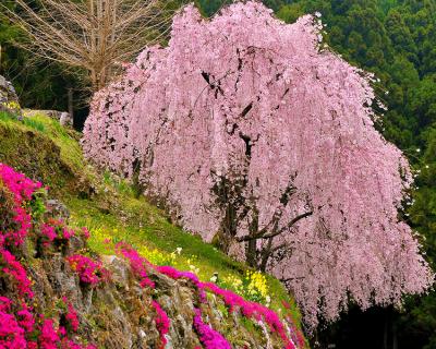 川井峠のしだれ桜