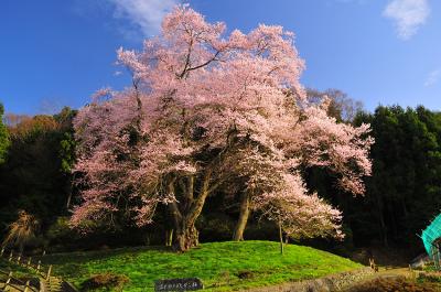 吉良のエドヒガン桜