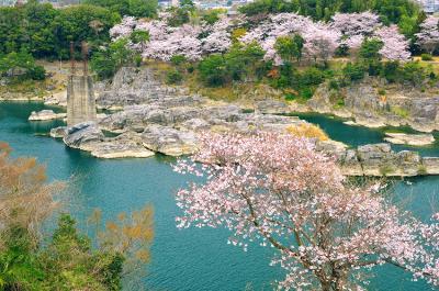美濃田の渕の桜