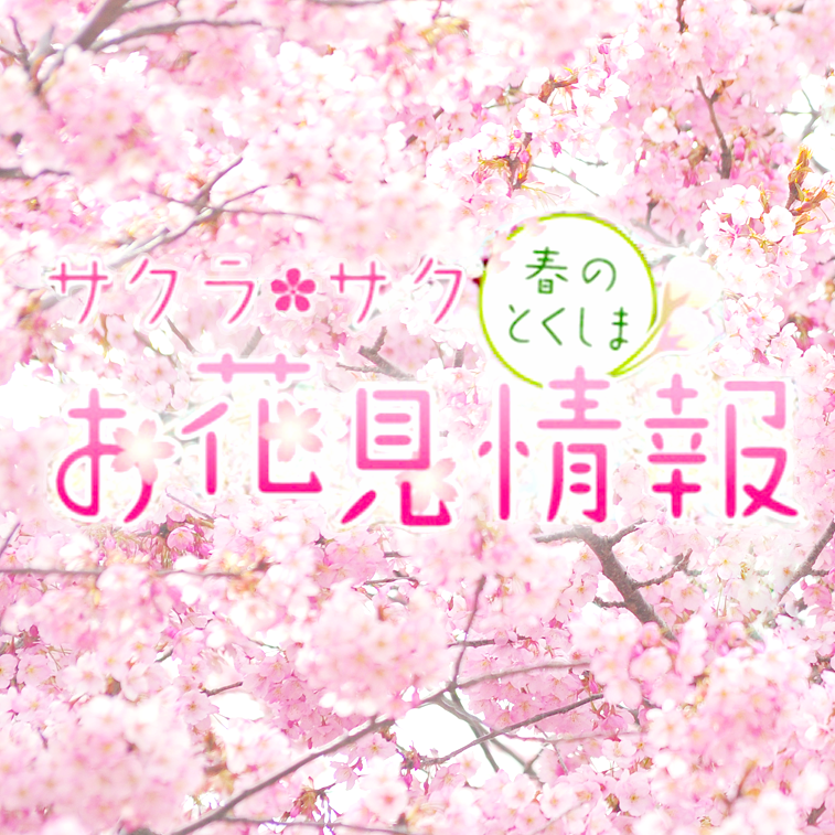 サクラ・サクお花見情報 | 徳島県観光情報サイト阿波ナビ