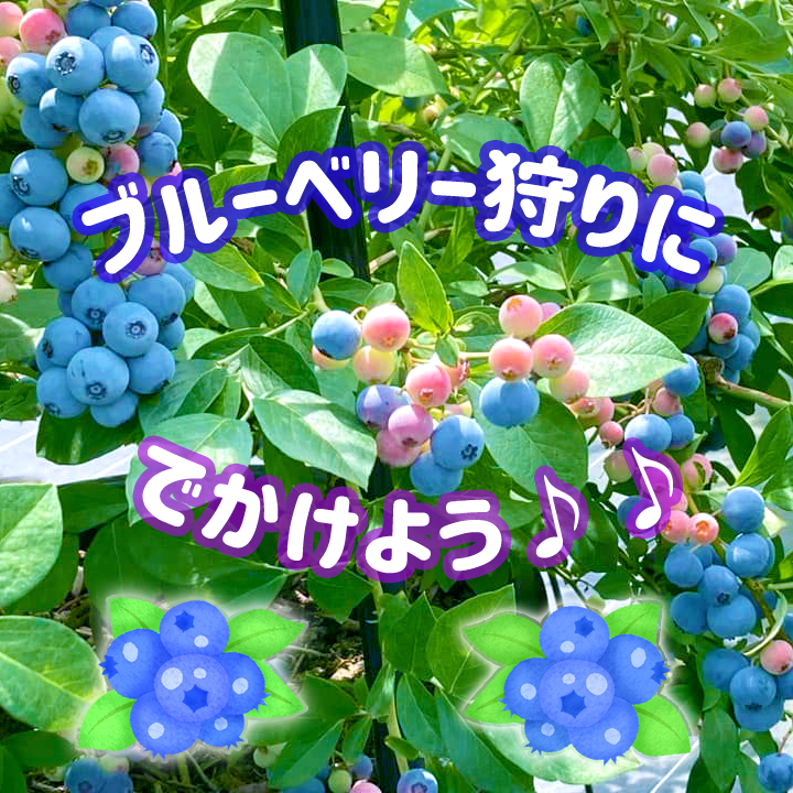 ブルーベリー狩りにでかけよう 徳島県観光情報サイト阿波ナビ