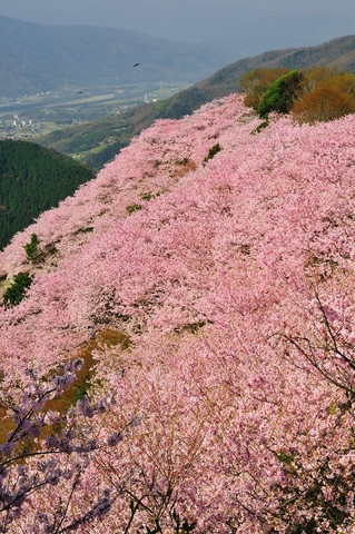 八百萬神之御殿の桜の画像