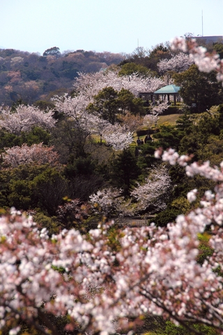 眉山の桜の画像