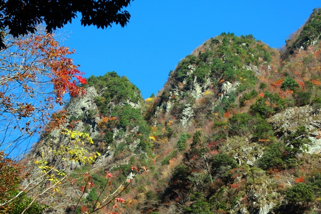 竜ヶ岳の紅葉の画像