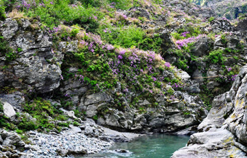 渓谷に彩りをそえる薄紫の岩つつじ