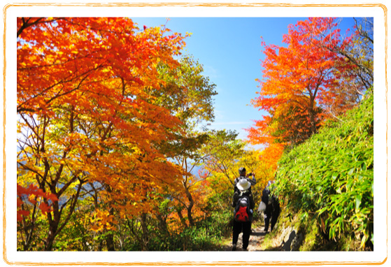 剣山の紅葉