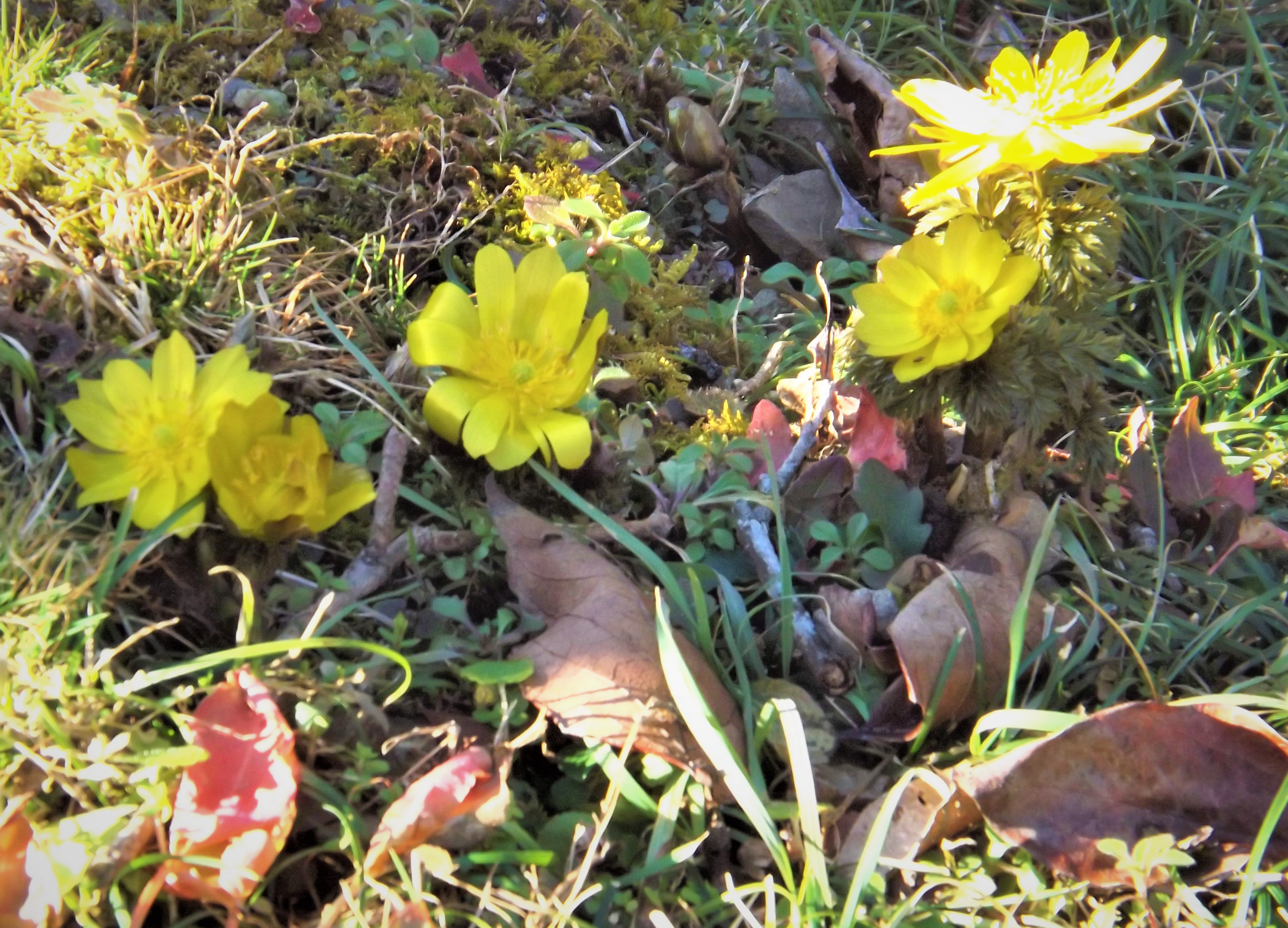 【那賀町】福寿草の開花がはじまりました