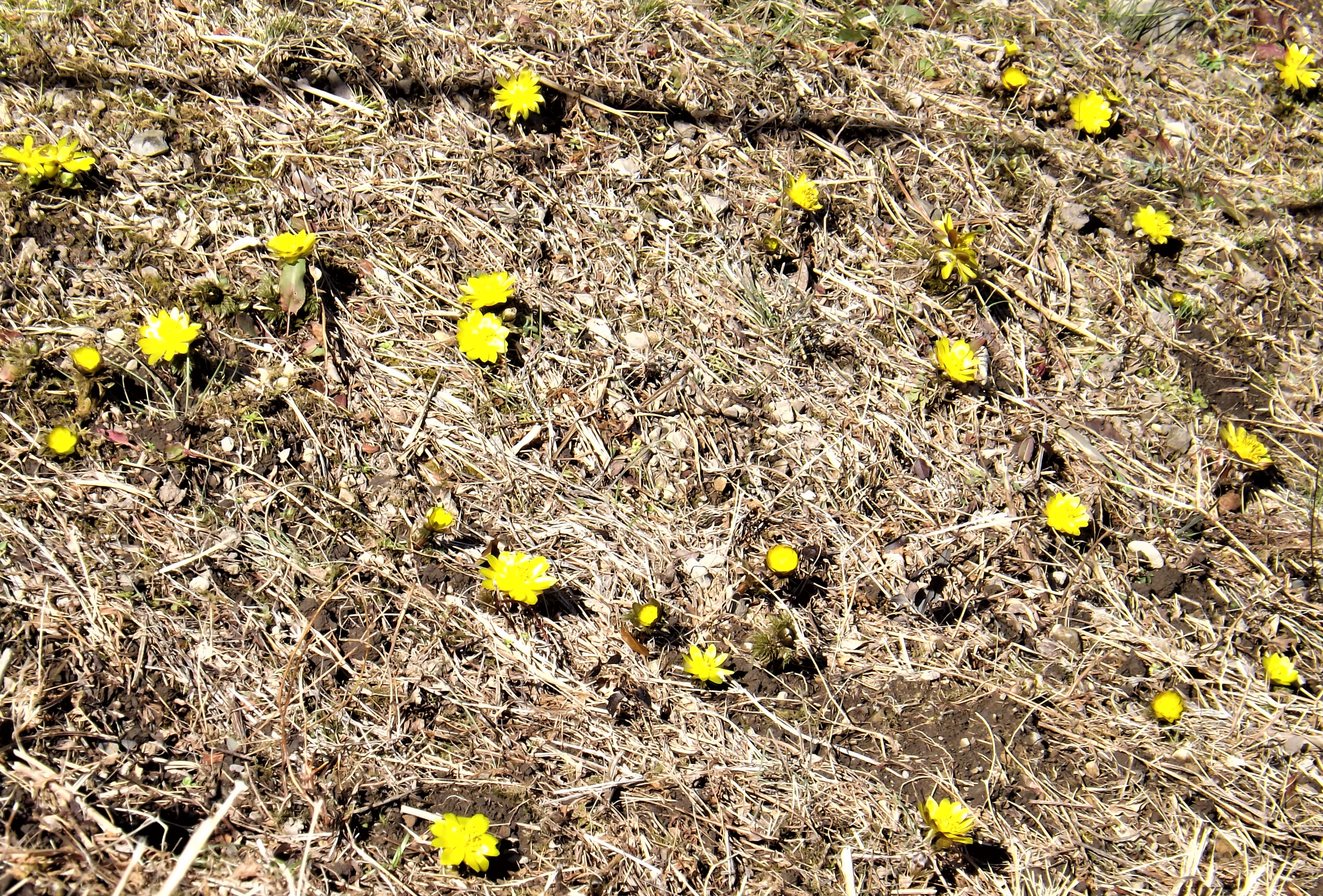 【那賀町】福寿草の開花がはじまりました