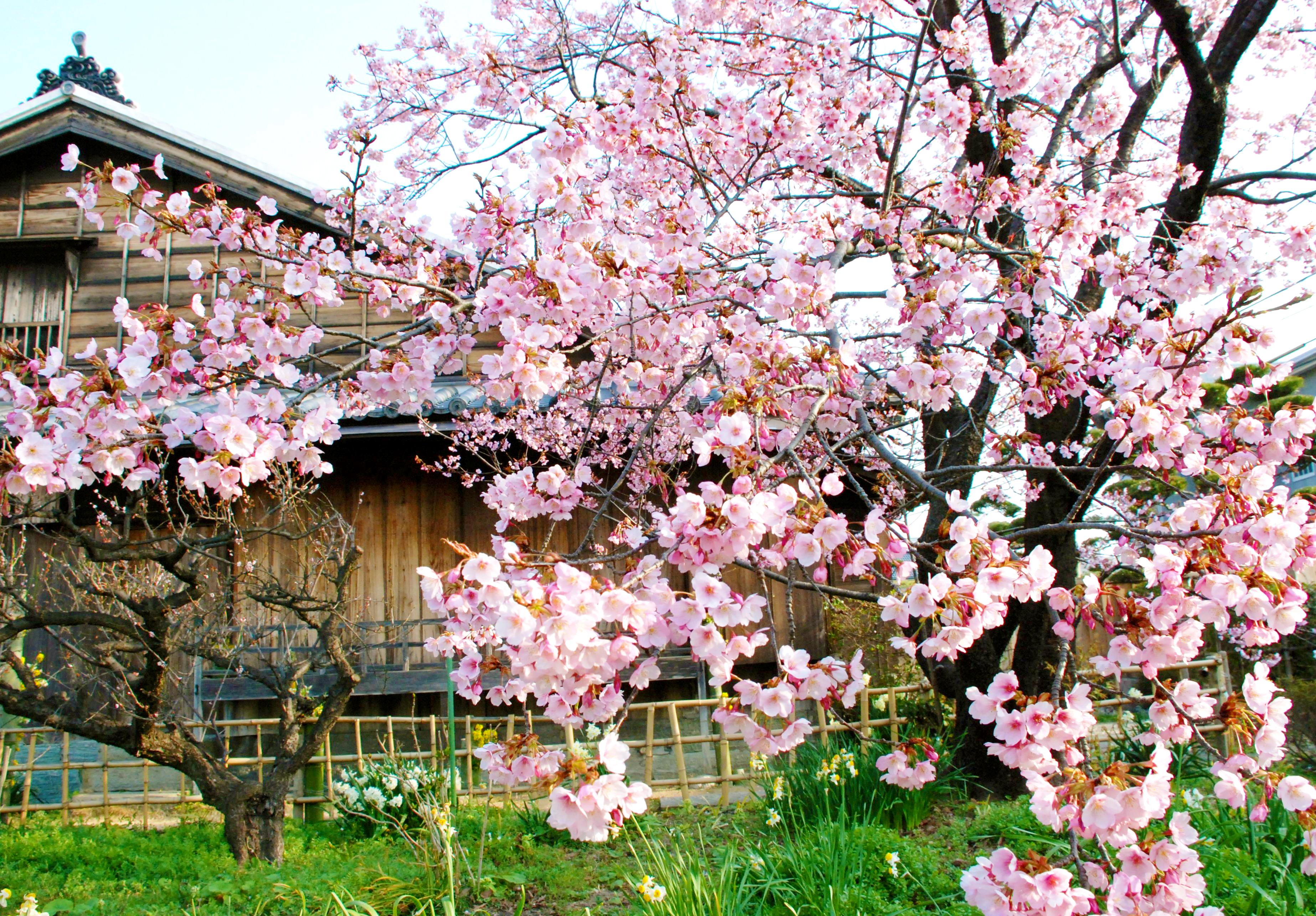 蜂須賀桜