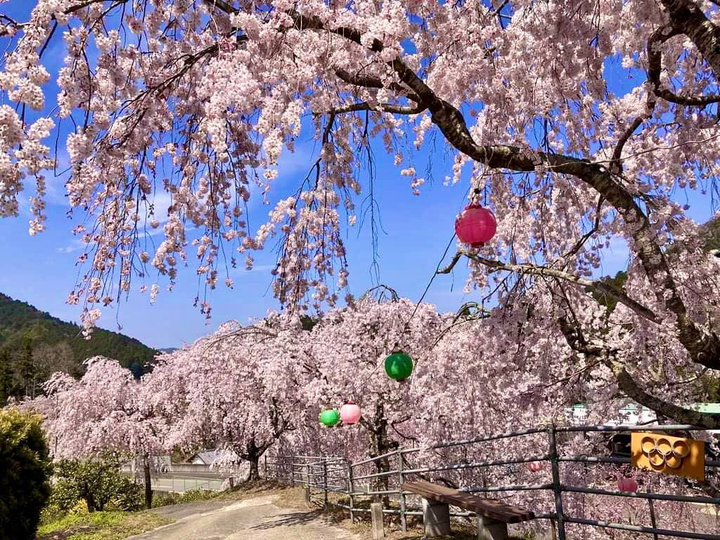 しだれ桜