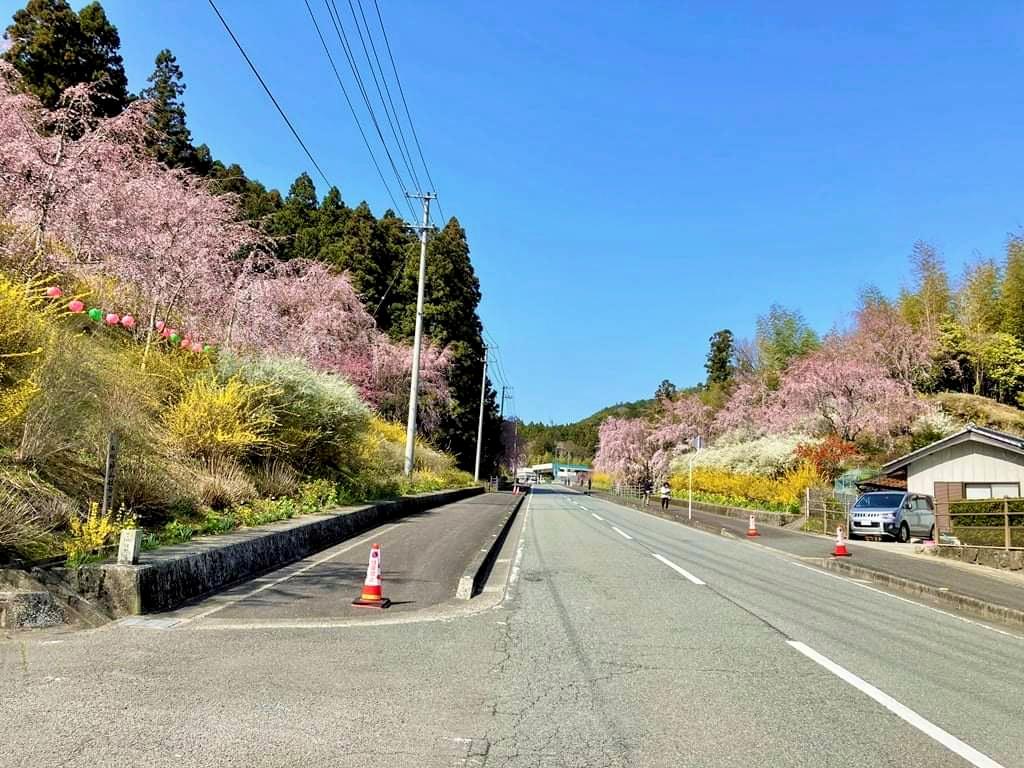 しだれ桜