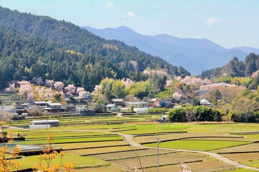 しだれ桜