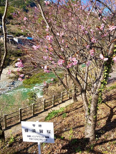蜂須賀桜