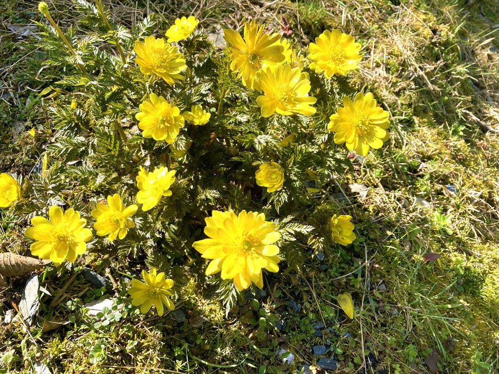 【三好市】東祖谷の中上集落で福寿草桜が開花しています