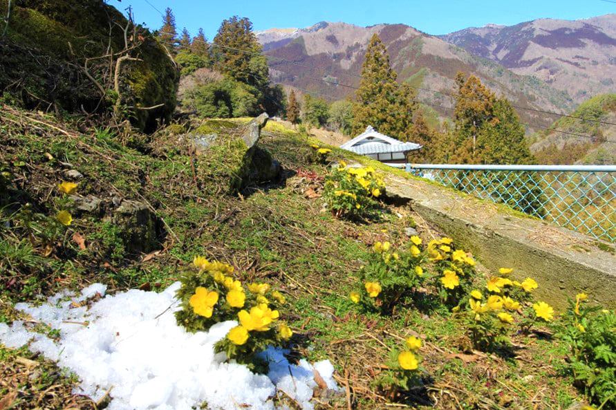 【三好市】東祖谷の中上集落で福寿草桜が開花しています