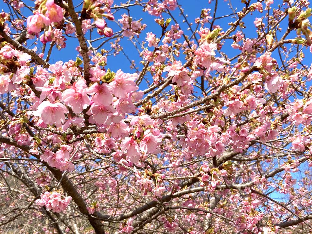 勝浦町の和菓子屋・前松堂の向かいに咲く、勝浦夢桜