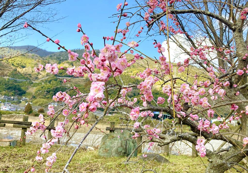 今年も見事な花を咲かせています