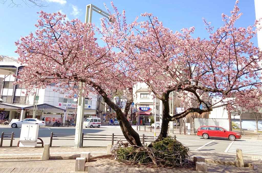 徳島で一番早い桜として知られる、両国橋南詰のカンザクラが、いよいよ見頃を迎えています