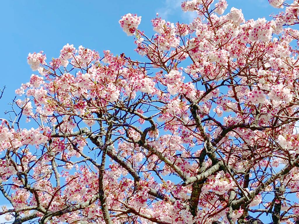 徳島で一番早い桜として知られる、両国橋南詰のカンザクラが、いよいよ見頃を迎えています