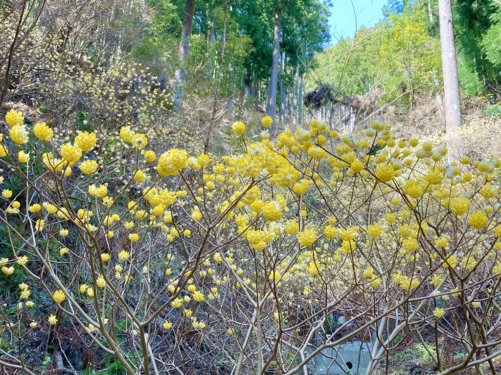 【神山町】ミツマタの花が見頃を迎えました