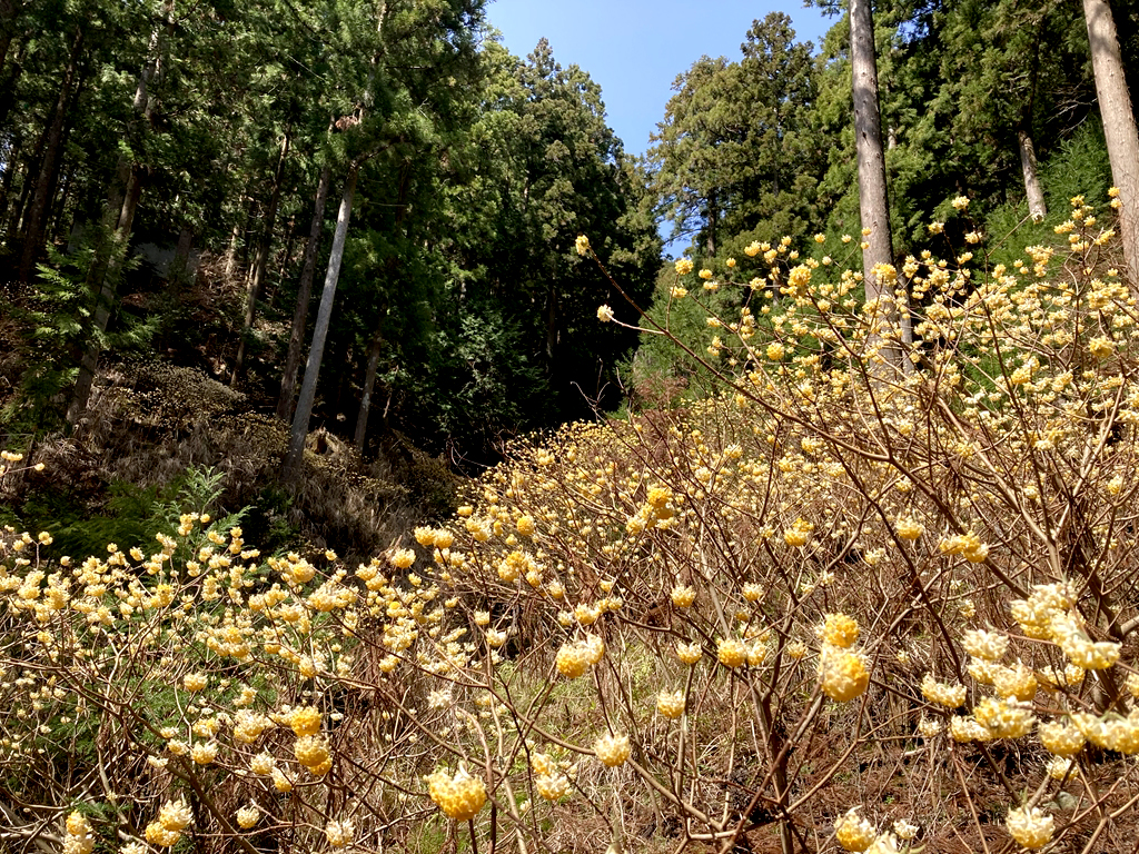 【神山町】ミツマタの花が見頃を迎えました