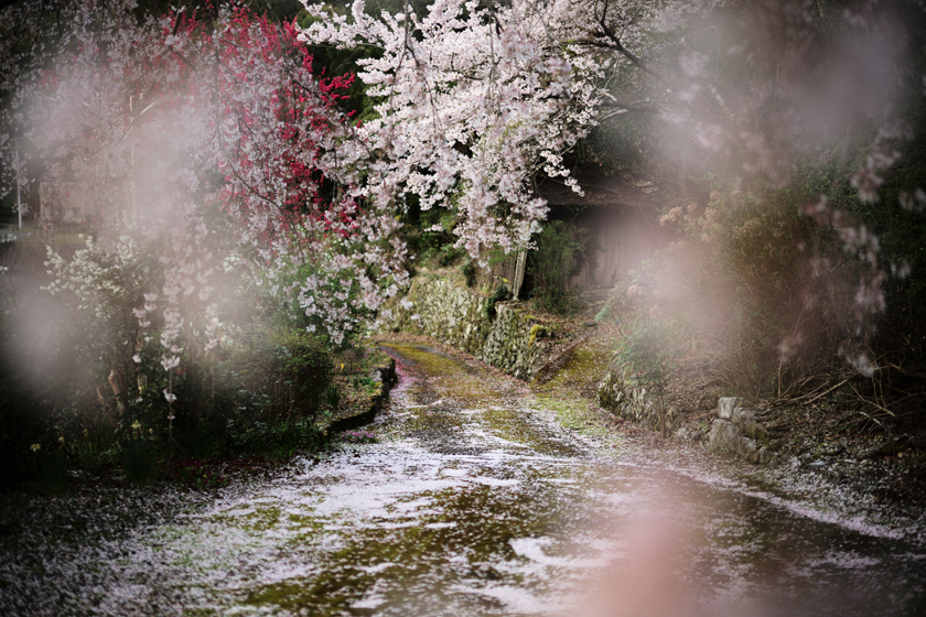 桜