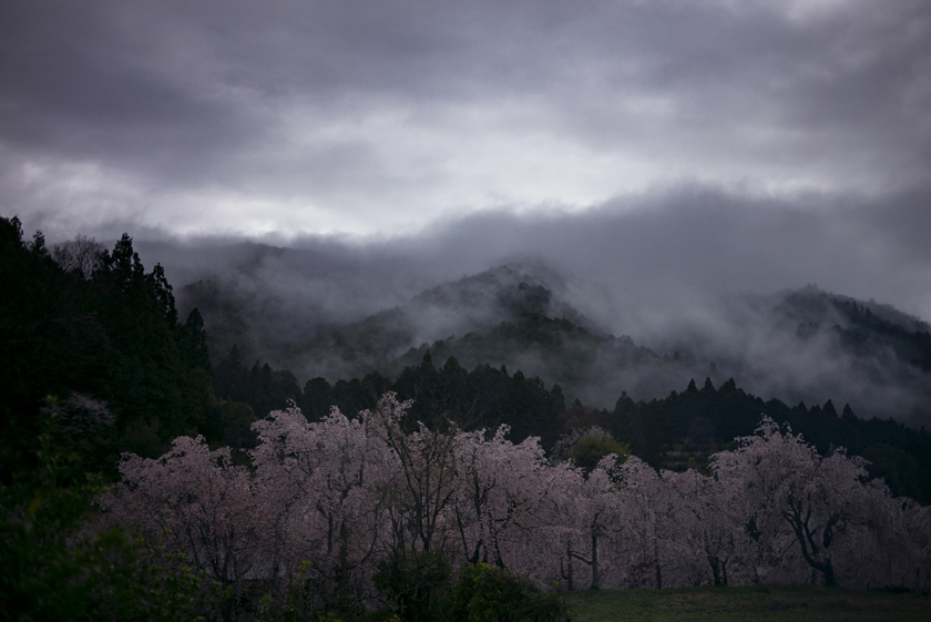 桜