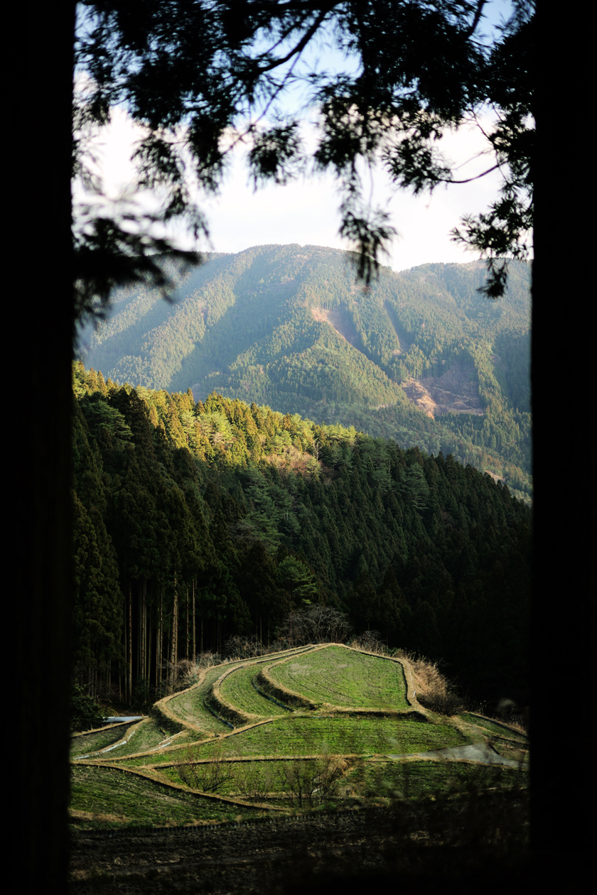 樫原の棚田